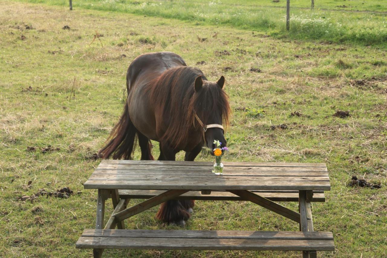 Hotel Slapen Tussen De Paarden Essen Zewnętrze zdjęcie